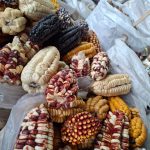 milhos_cusco